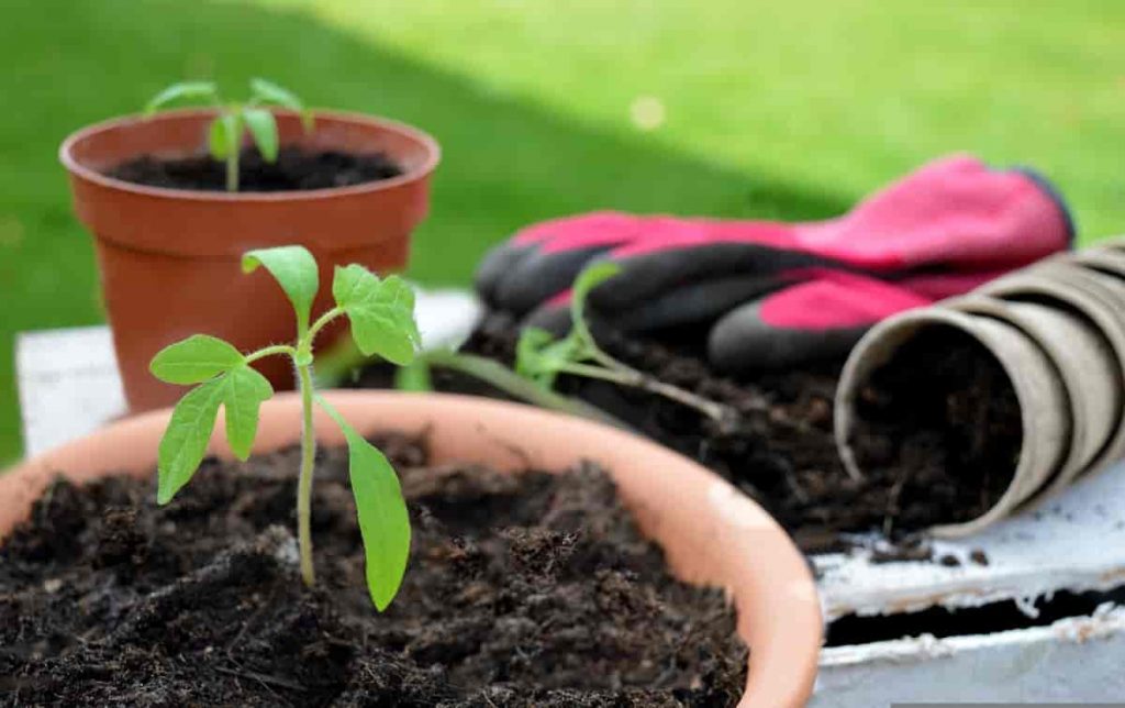 Compost for Container Growing