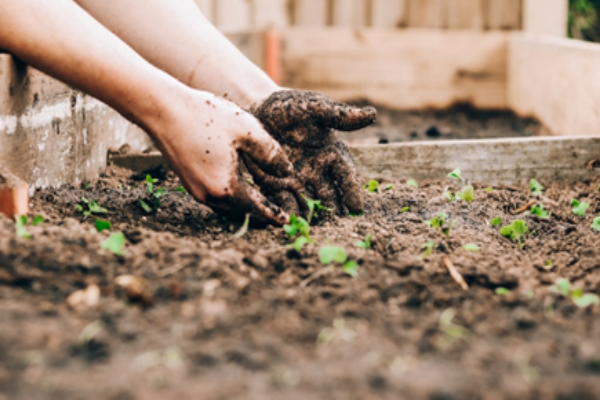 Concentrate on the Planting Procedure (1)