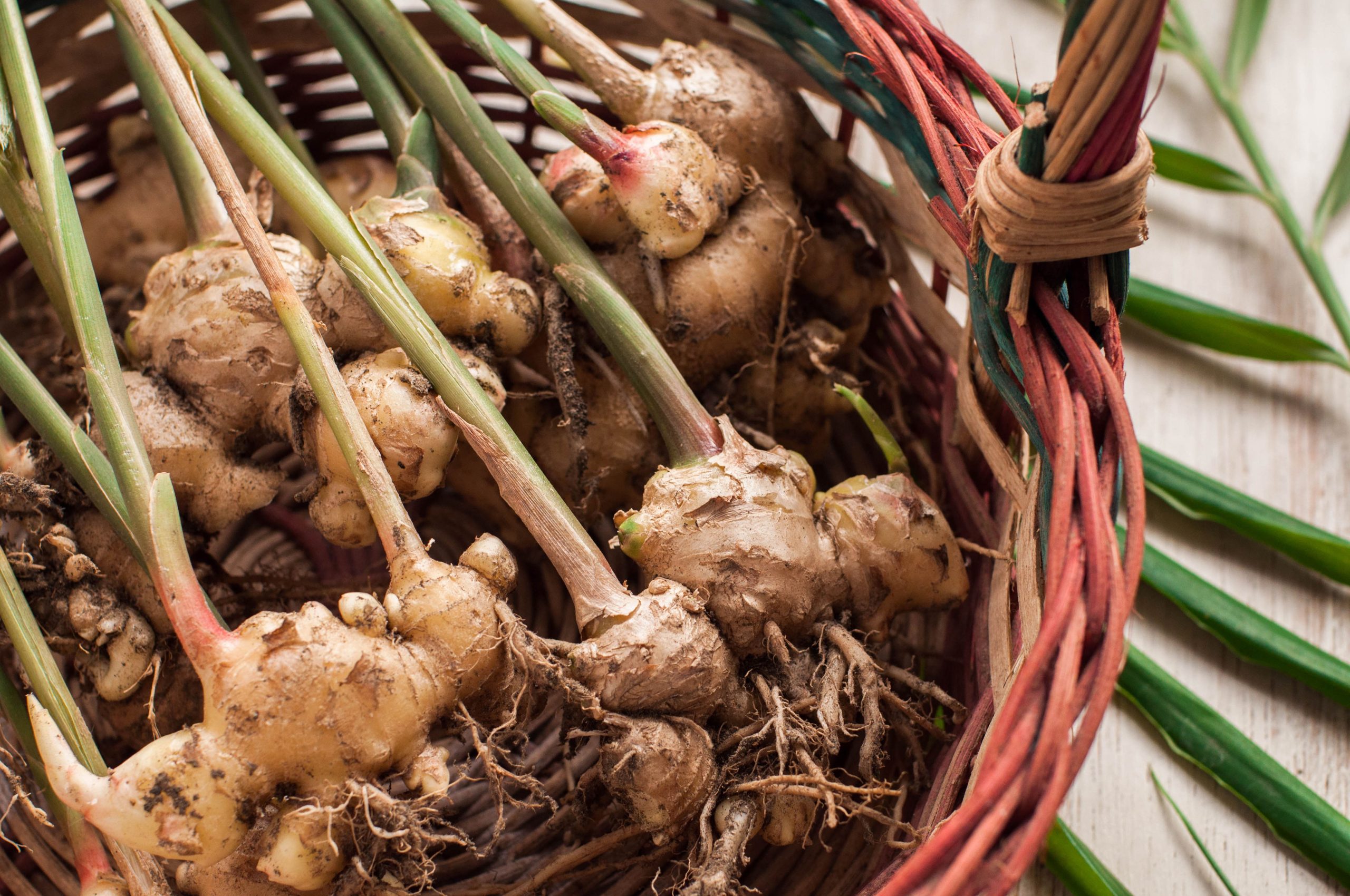 Conditions You Need to Create to Get Your Ginger to Thrive