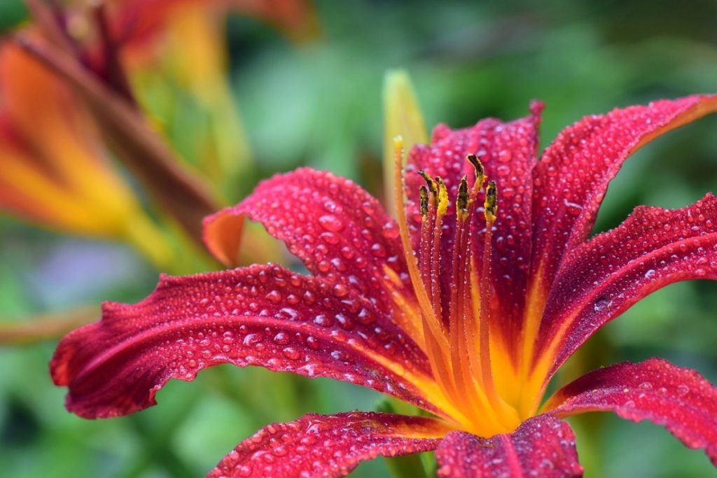 Conditions for Ideal Growth for Daylilies