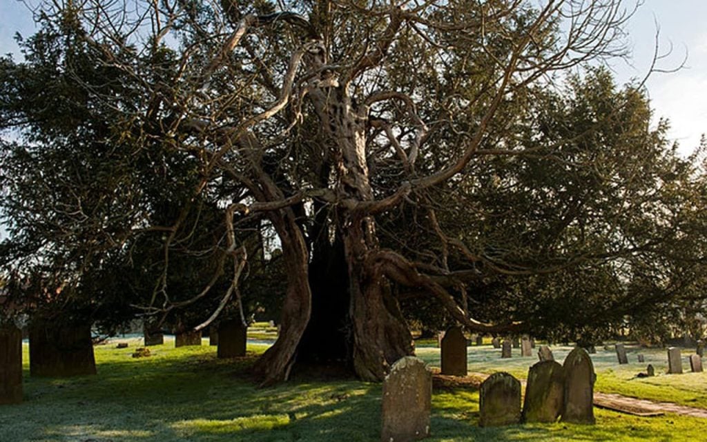 Conifers Native to Britain