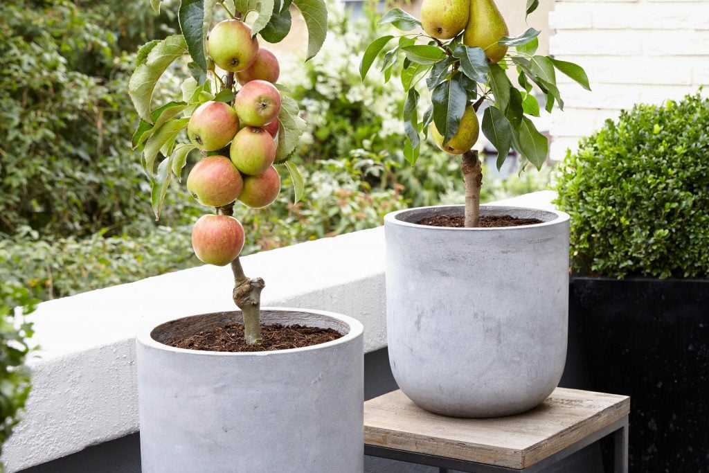 Containers for An Apple Tree