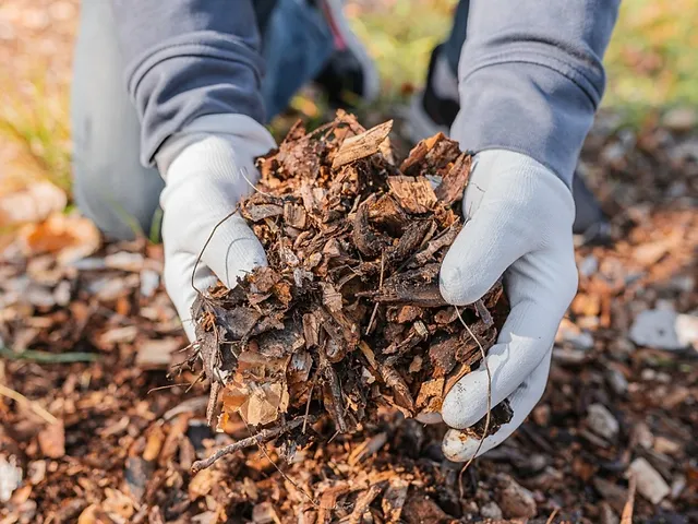 Contaminated in The Mulch