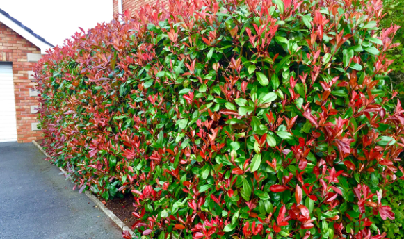 Controversy Related to Photinia Red Plant