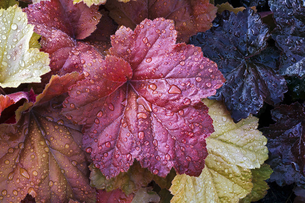 Coral Bells