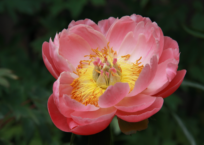 Coral Charm Peony