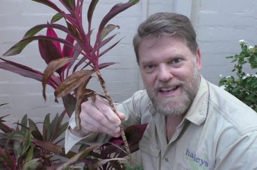 Cordyline Plant Care & Growing Tips