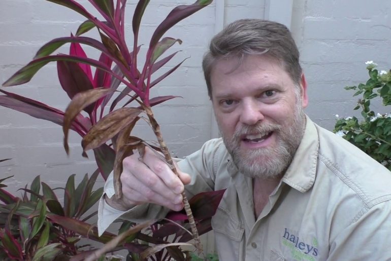 Cordyline Plant Care & Growing Tips