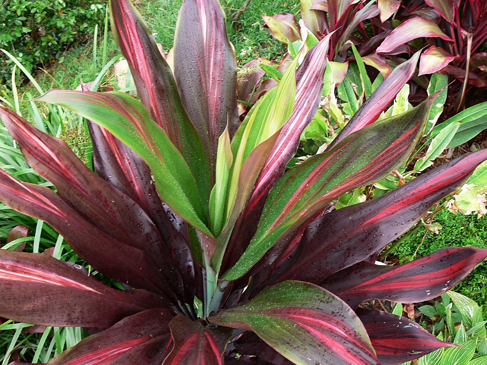 Cordyline Plant Growth and Environment