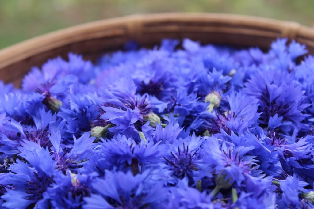 Cornflowers