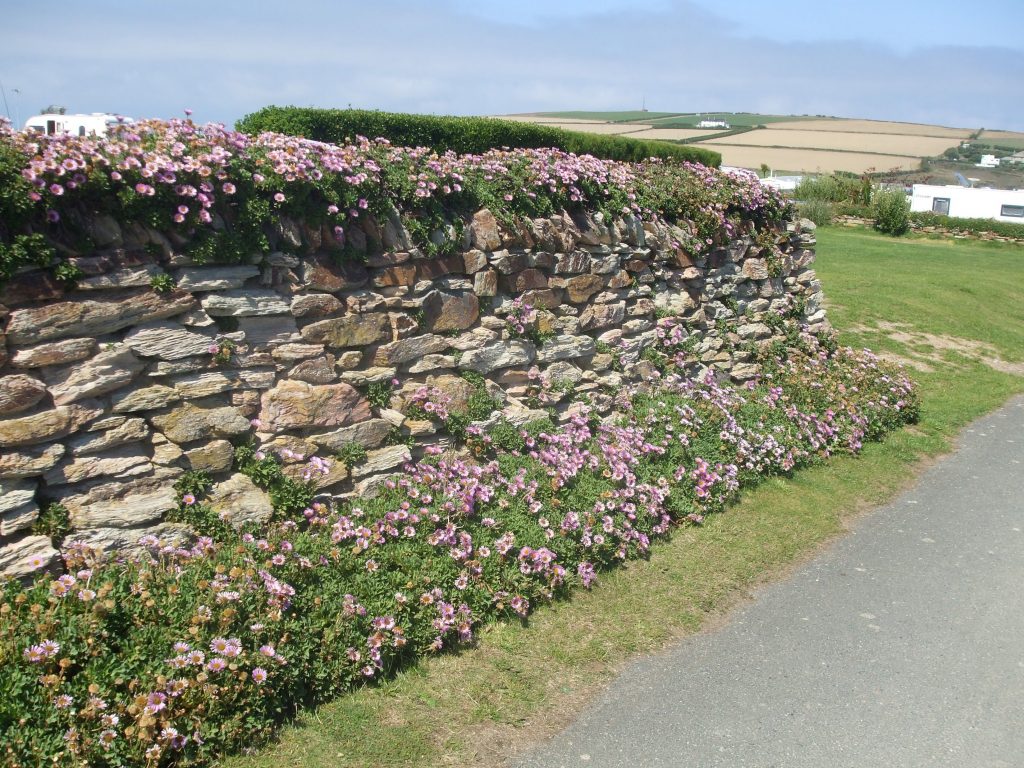 Cornish Hedges