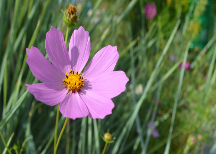 Cosmos Bipinnatus