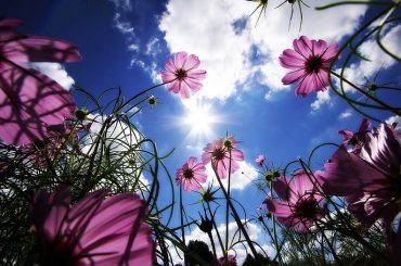 Cosmos Plant Care & Growing Tips