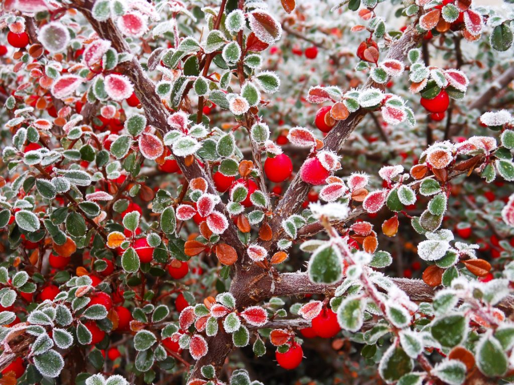 Cotoneaster