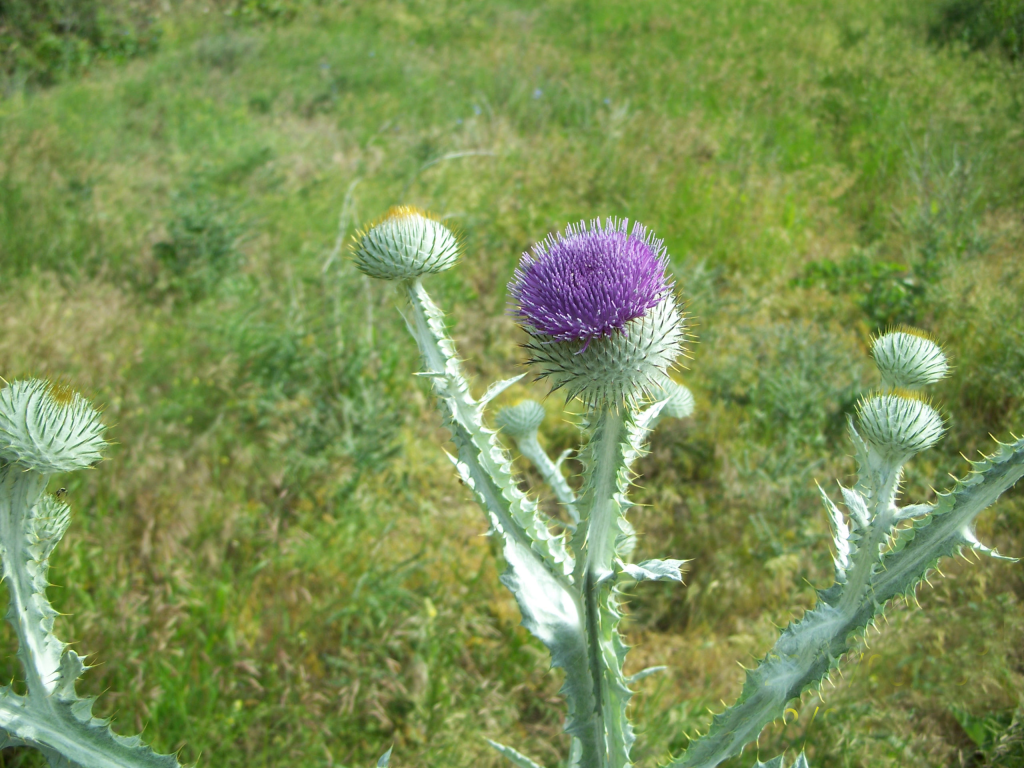 Cotton Thistle 