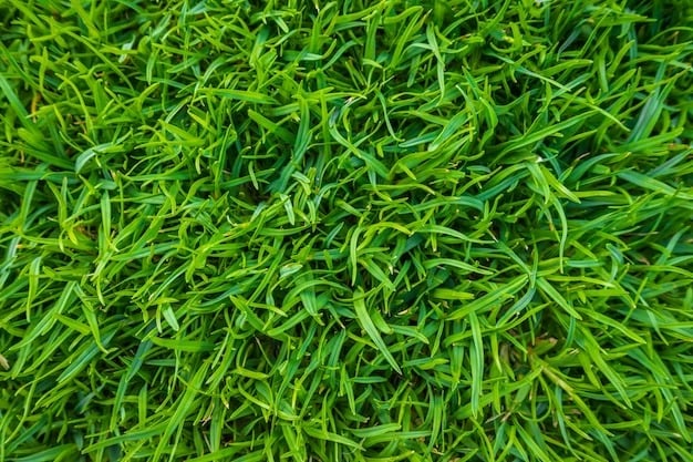 Crabgrass