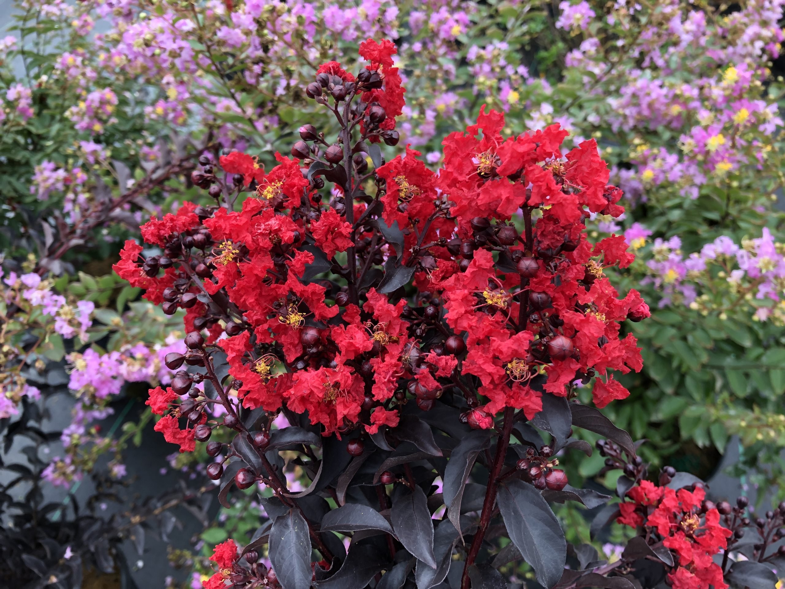 Crape Myrtle