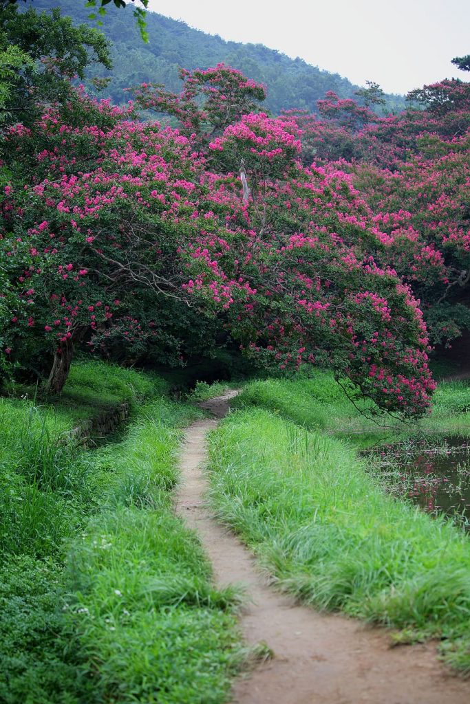 Crape Myrtle Tree Propagation