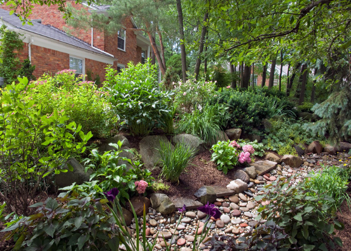 Create a Rain Garden