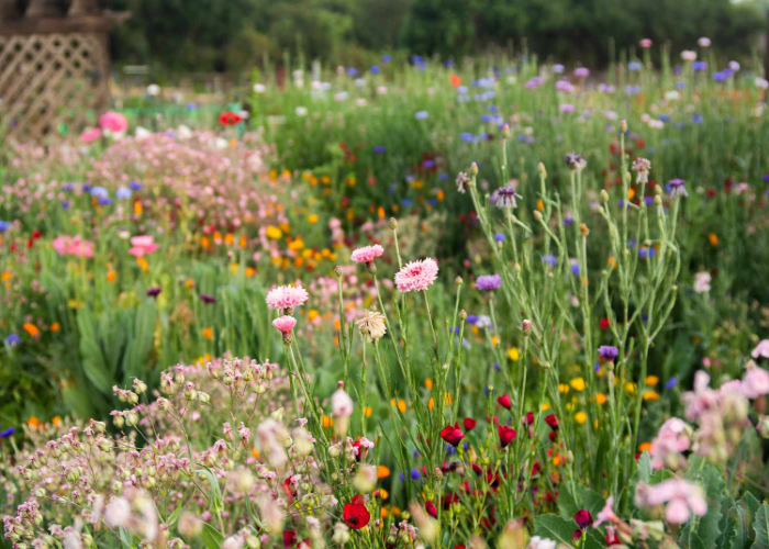 Create a Wildflower Meadow