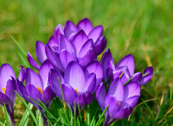 Crocus