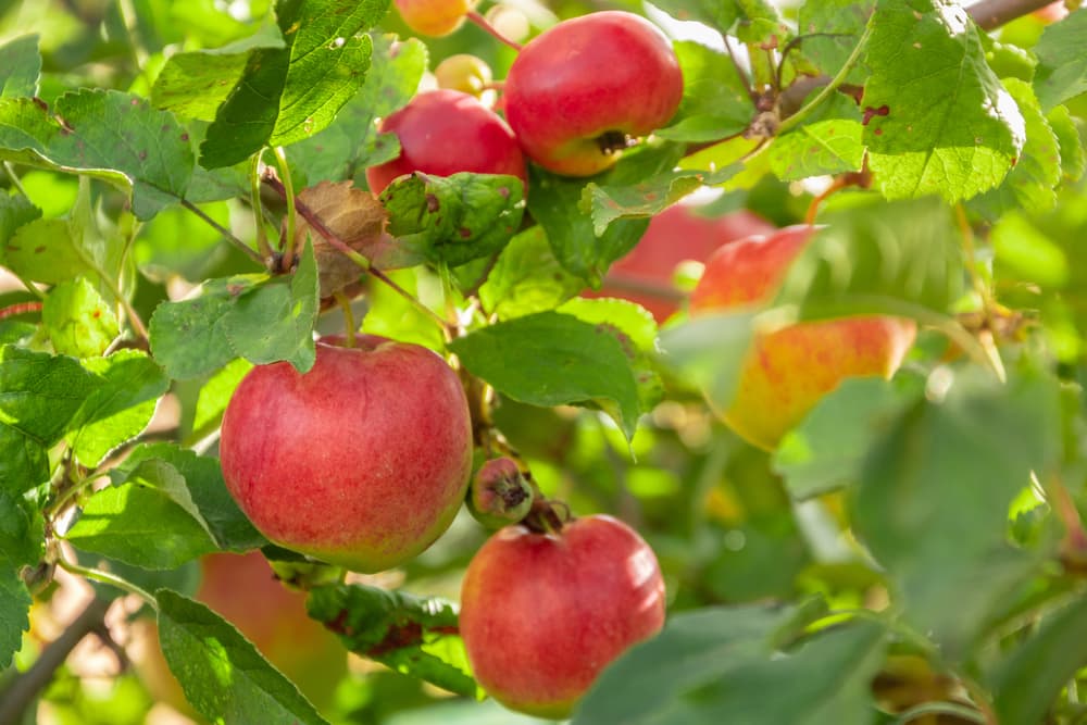 Cultivating the Perfect Orchard