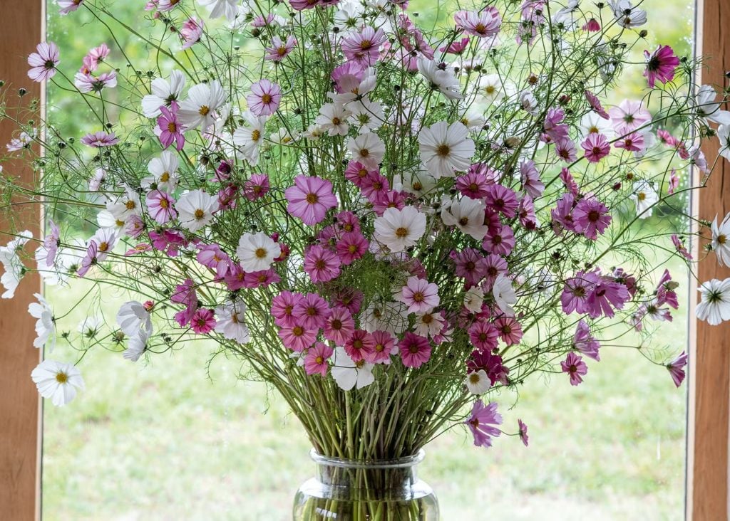 Cut Flower Harvesting