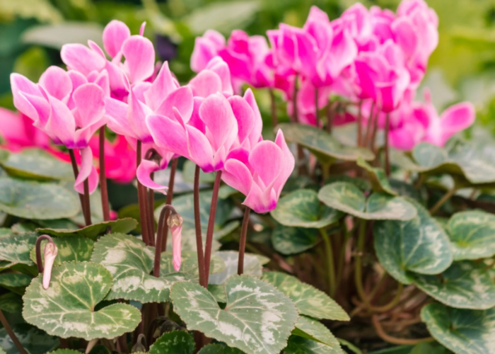 Cyclamen .