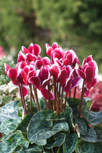 Cyclamen