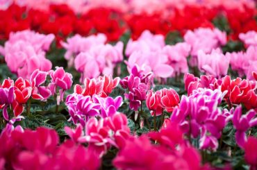 Cyclamen Plant Care & Growing Tips