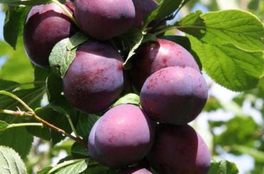 How to Grow Plums in Your Home Garden