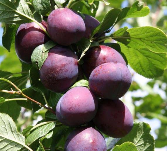 How to Grow Plums in Your Home Garden