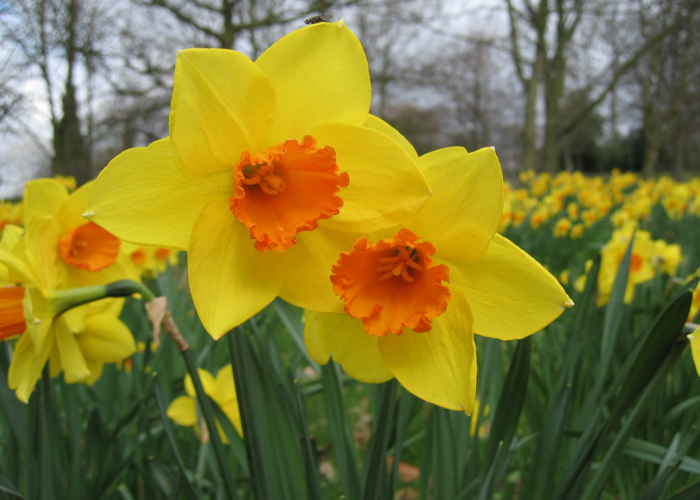 Daffodil Flowers 1