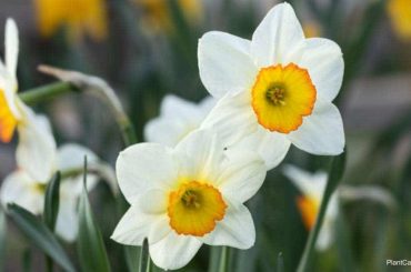 Daffodil Plant Care & Growing Tips