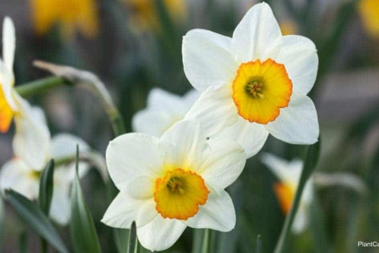 Daffodil Plant Care & Growing Tips
