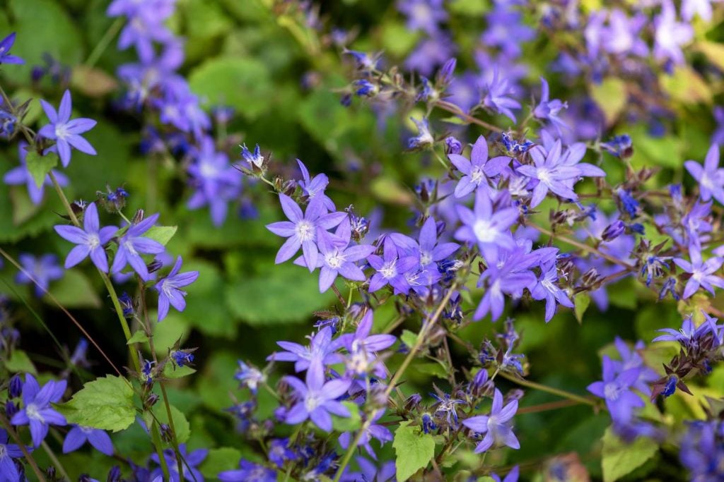 Dalmatian Bellflower