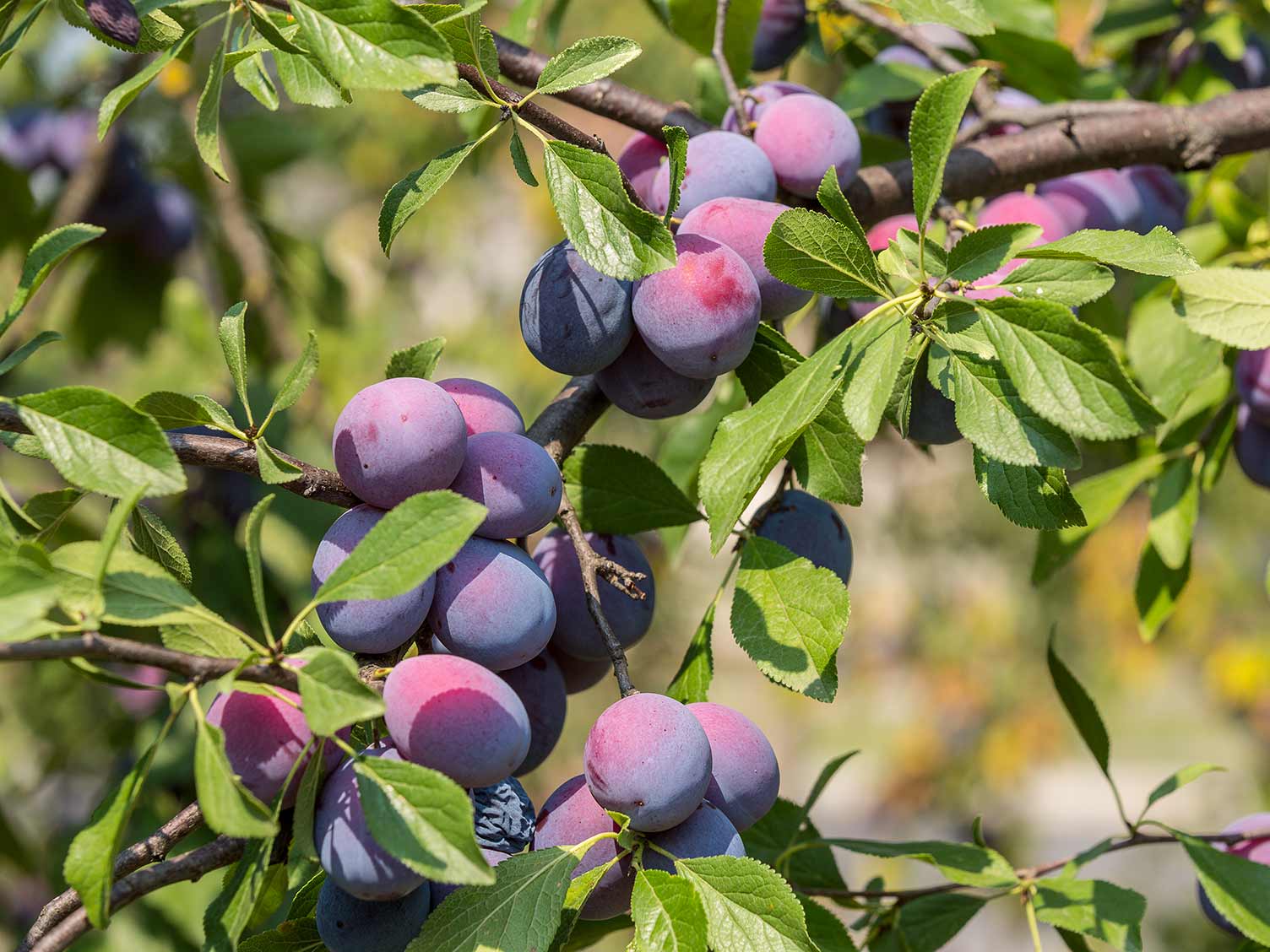 Damson Fruit Tree Care & Growing Tips