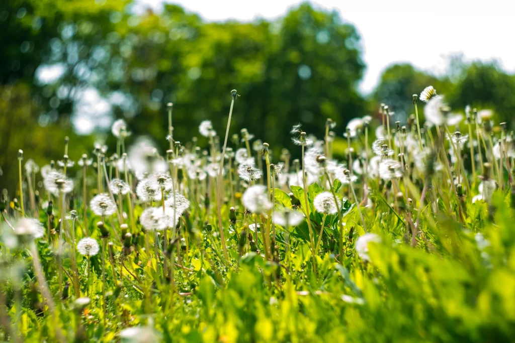 Dandelion