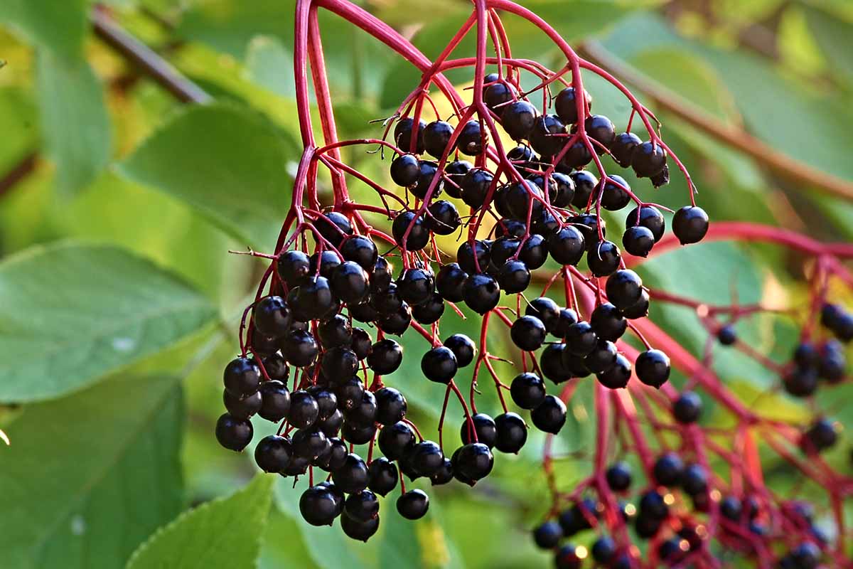 Dark and Lovely Elderberry