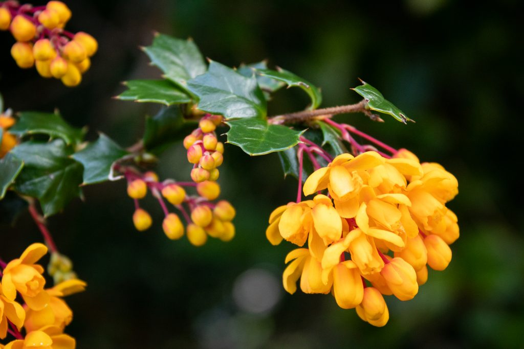 Darwin’s Barberry