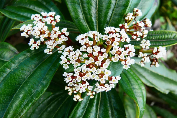 David Viburnum