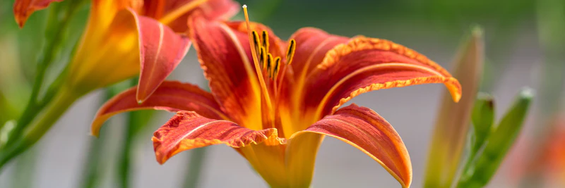 Daylilies