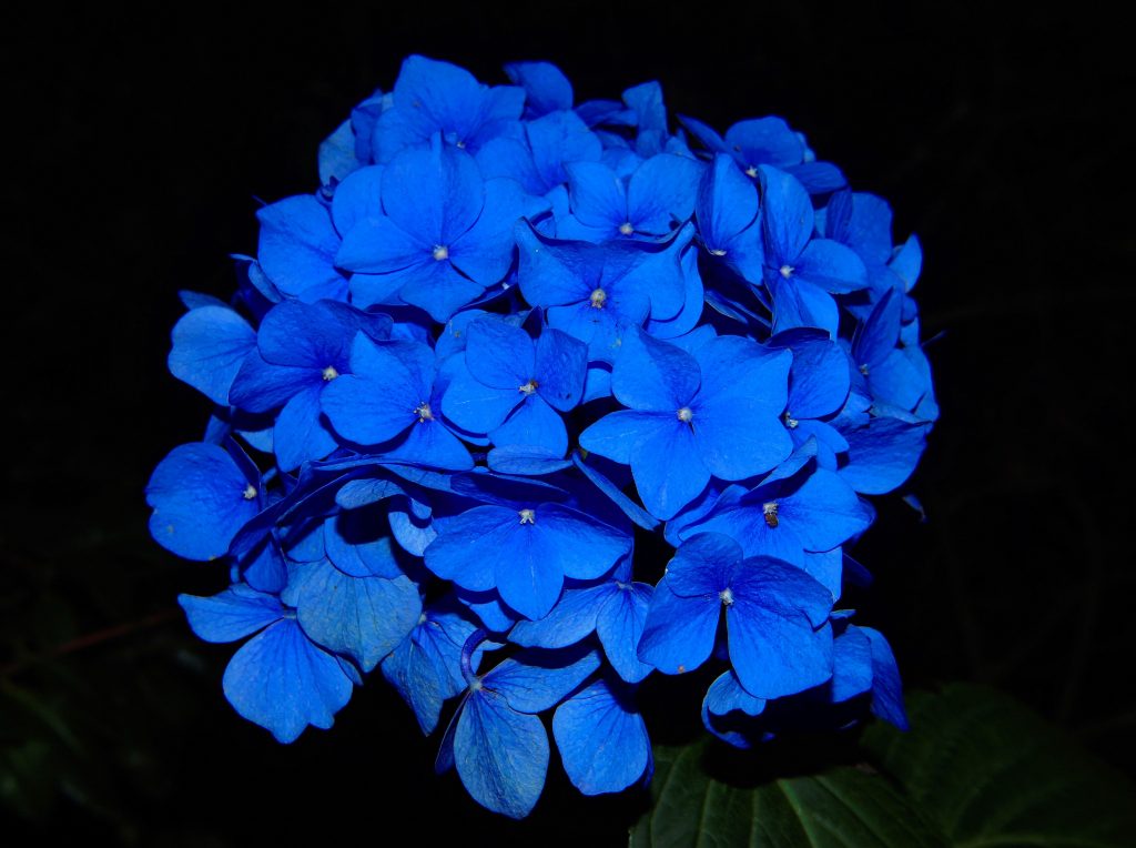 Dazzling Blue-Flowering Shrubs & Bushes
