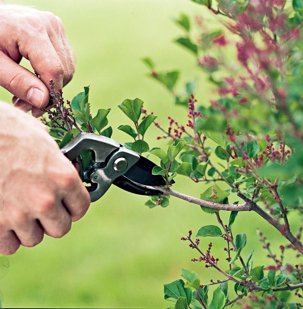 Deadheading