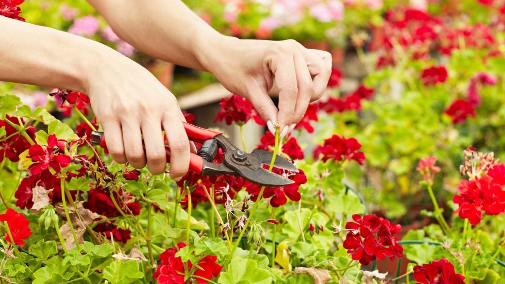 Deadheading Tender Geraniums