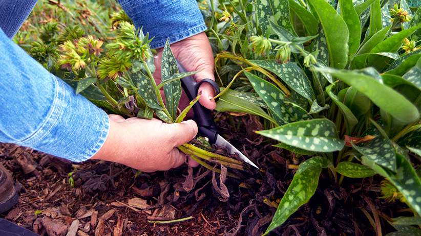 Deadheading and Pruning Camassias for Optimal Growth and Bloom