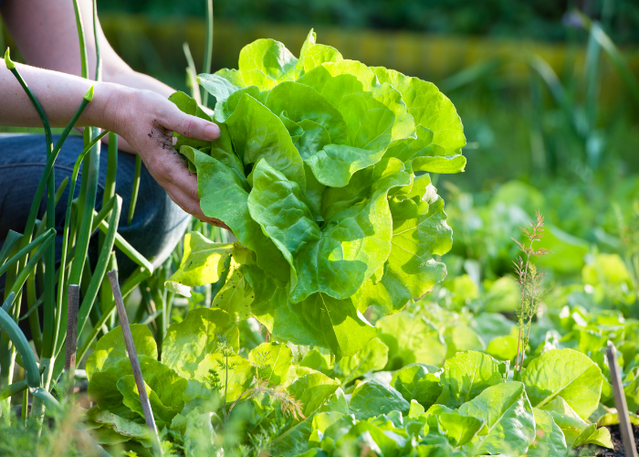 MONTH BY MONTH VEGETABLE PLANTING GUIDE UK visual data 6