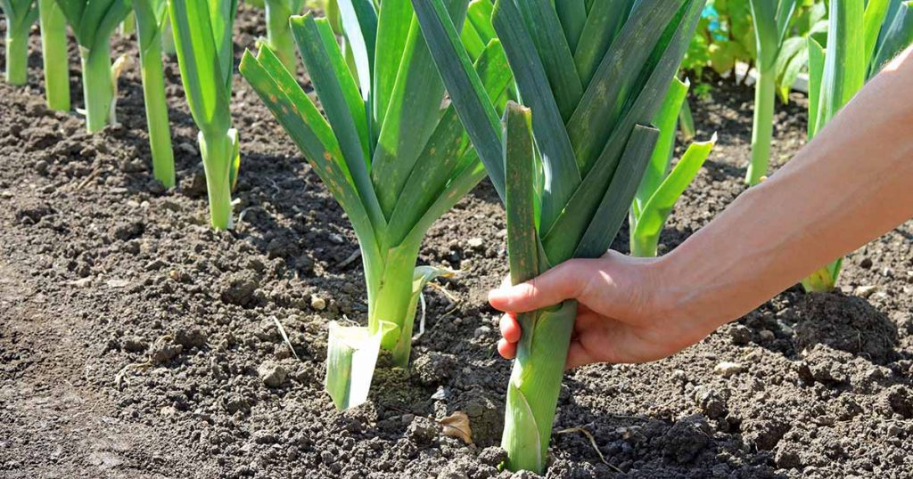 Decide Where to Sow Leeks