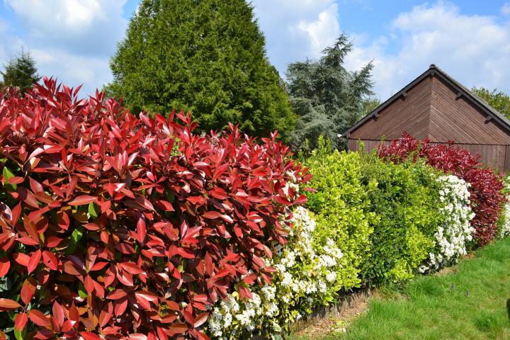 Deciduous Hedges