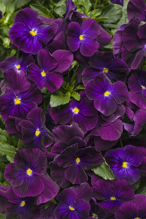 Deep-Scented Violas